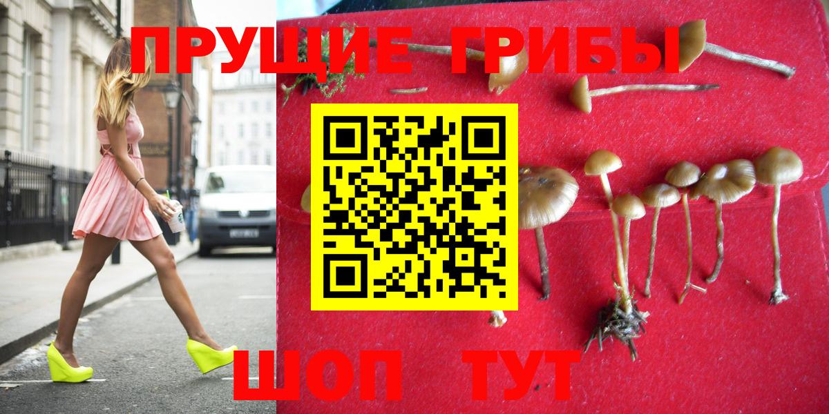 Галлюциногенные грибы Psilocybine cubensis  Вход с VPN  Солнечногорск  Псилоцибиновые грибы Psilocybe 